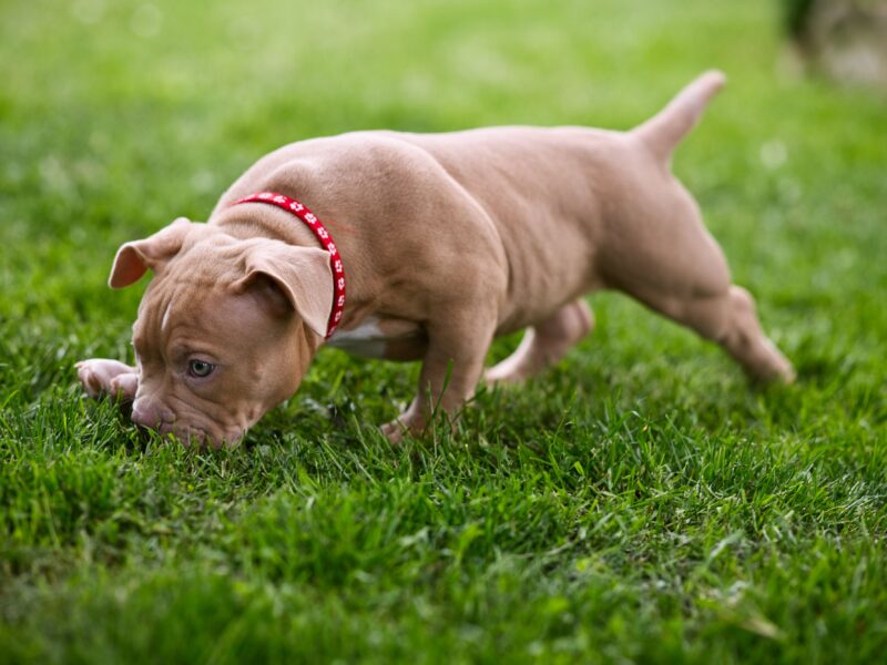 Američki Buli / American Bully Pocket štenci