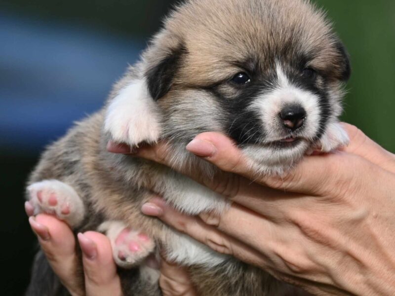 Velski korgi/Welsh Corgi Pembroke