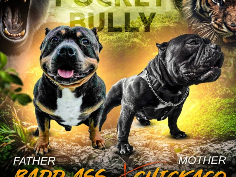 Američki bully pocket micro štenci, American Bully