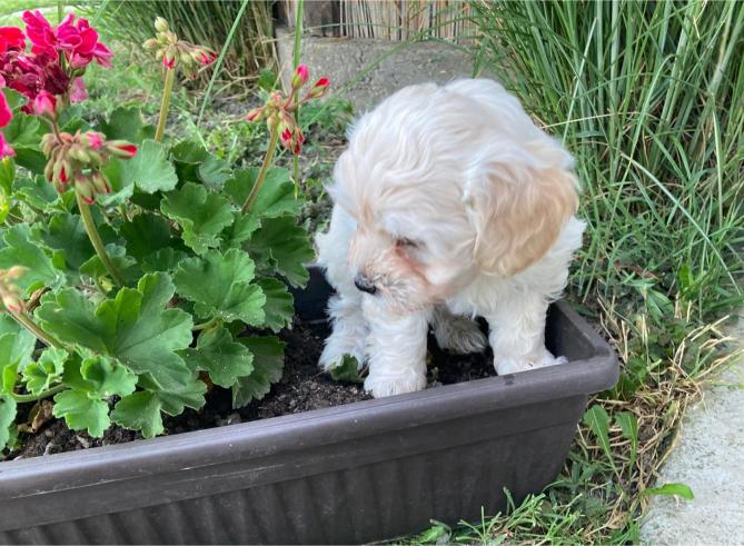 Maltipoo štenci