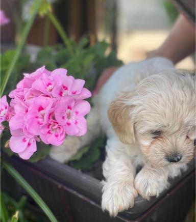 Maltipoo štenci