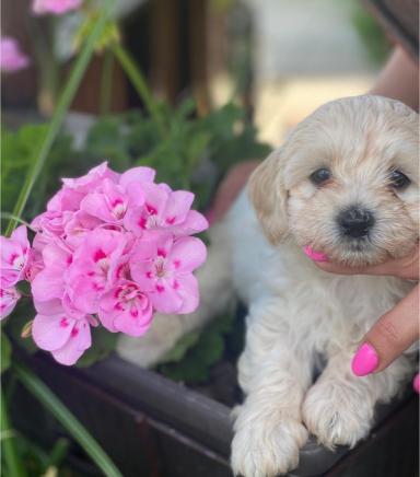 Maltipoo štenci