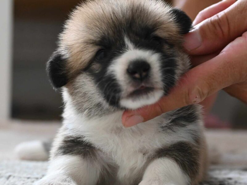 Velski korgi/Welsh Corgi Pembroke