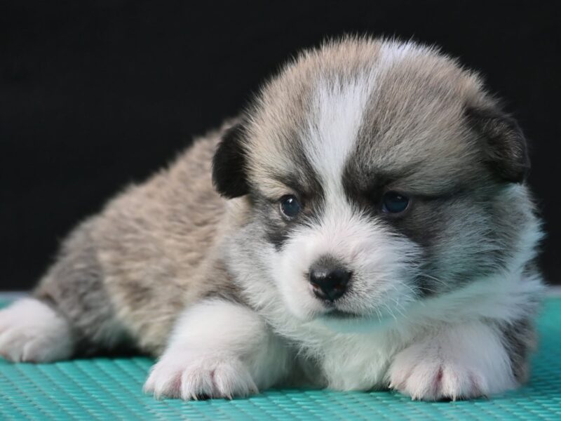 Velski korgi/Welsh Corgi Pembroke