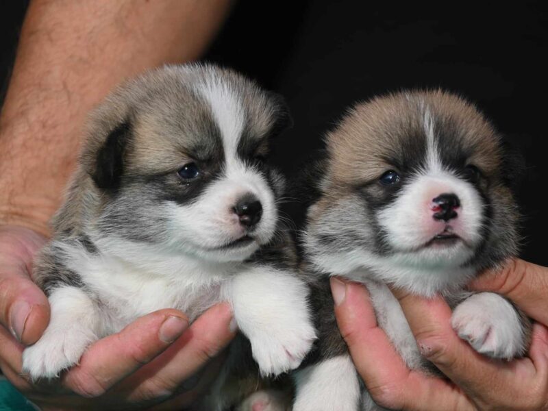 Velski korgi/Welsh Corgi Pembroke