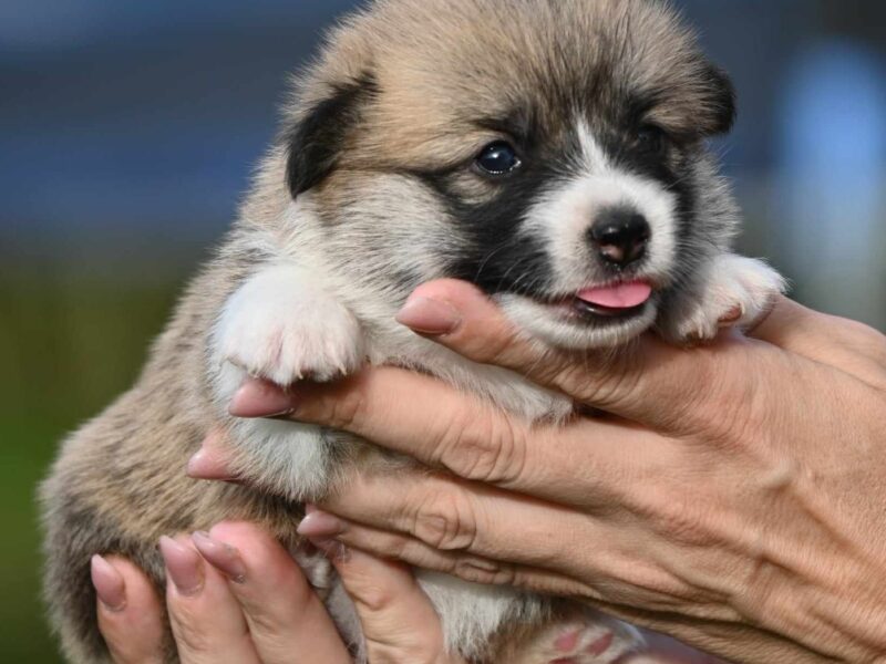 Velski korgi/Welsh Corgi Pembroke