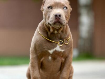 XL Američki Buli štenci XL American bully