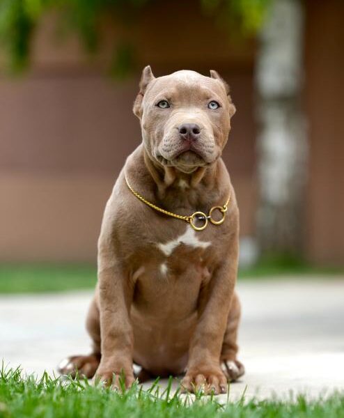 XL Američki Buli štenci XL American bully