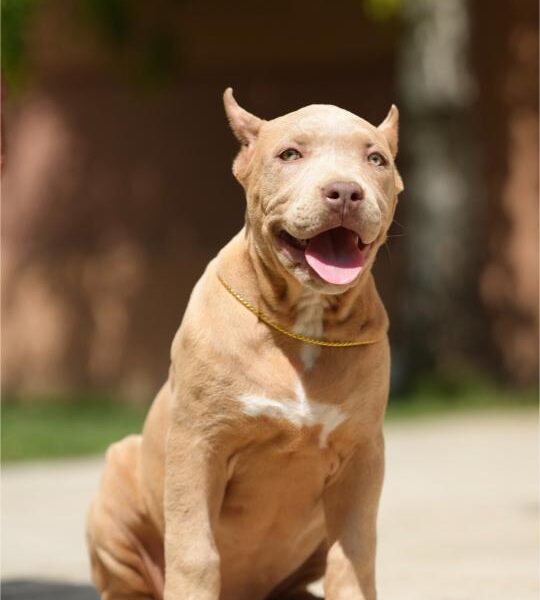 XL Američki Buli štenci XL American bully