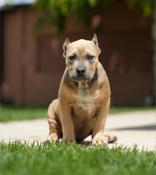 XL Američki Buli štenci XL American bully