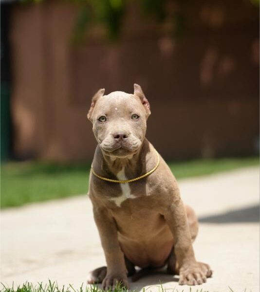 XL Američki Buli štenci XL American bully