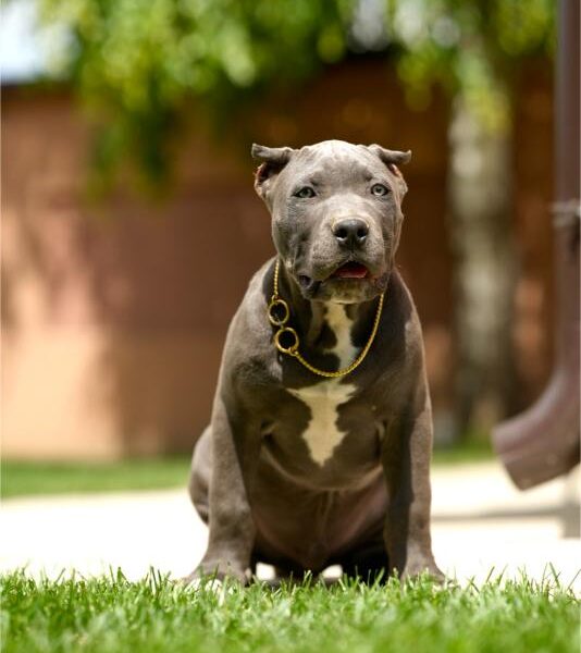 XL Američki Buli štenci XL American bully