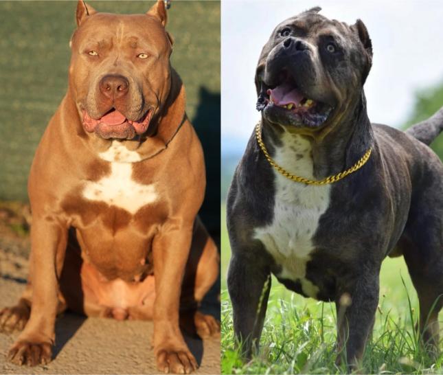 XL Američki Buli štenci XL American bully