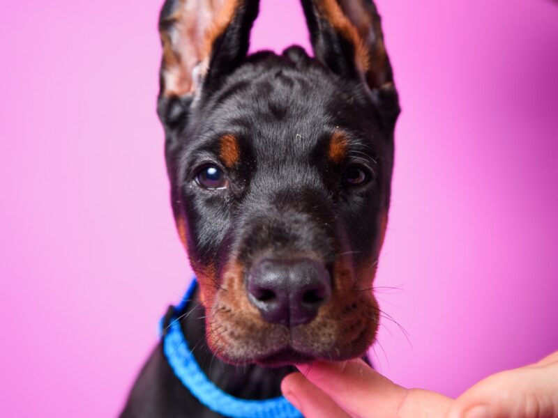 Doberman prelepi štenci