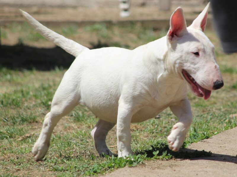 Mini Bull Terijer štenci | Miniature Bull Terrier