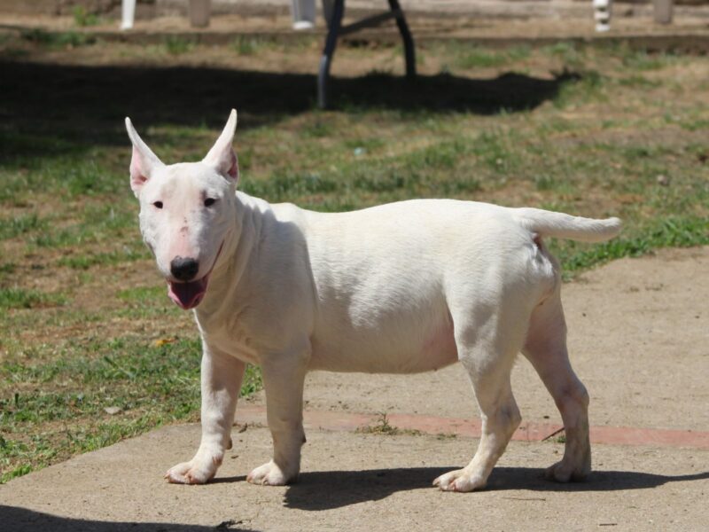 Mini Bull Terijer štenci | Miniature Bull Terrier