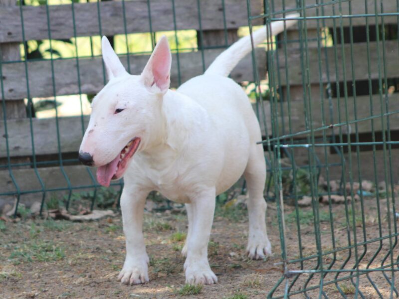 Mini Bull Terijer štenci | Miniature Bull Terrier