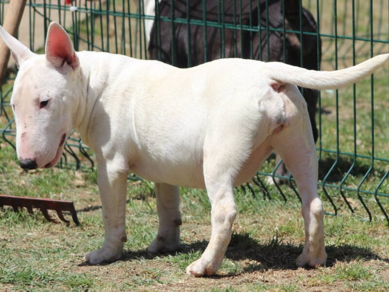 Mini Bull Terijer štenci | Miniature Bull Terrier