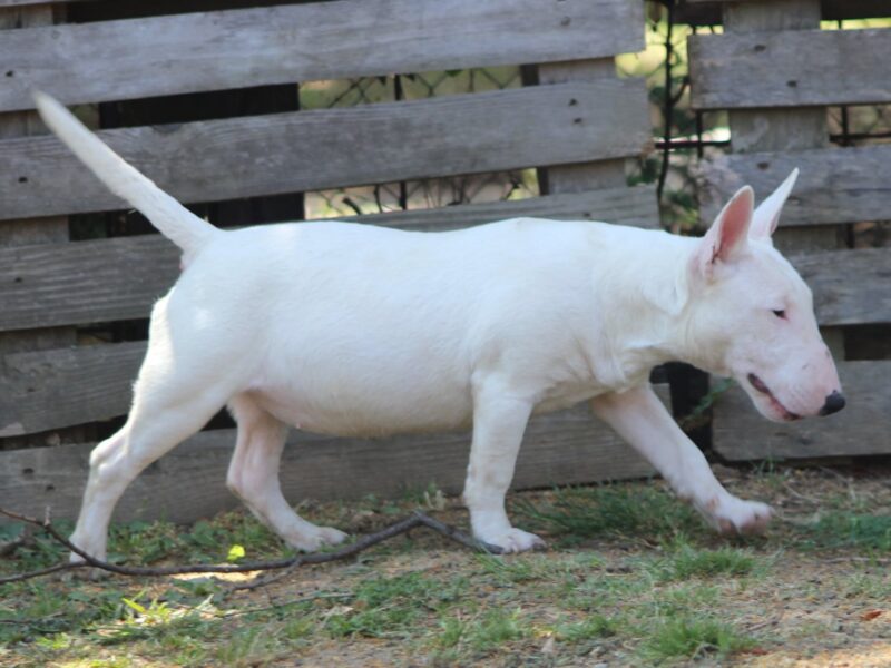 Mini Bull Terijer štenci | Miniature Bull Terrier