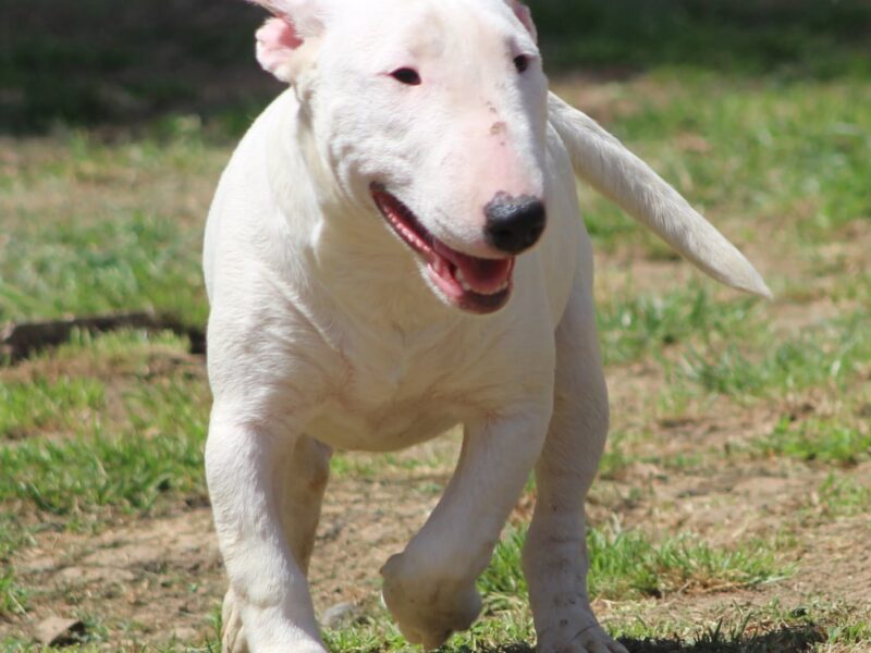 Mini Bull Terijer štenci | Miniature Bull Terrier