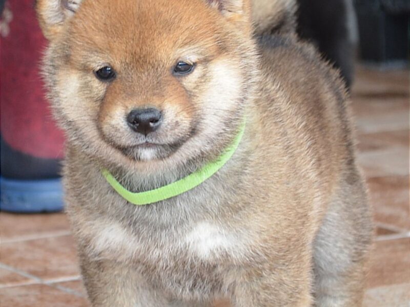 Shiba Inu štenci