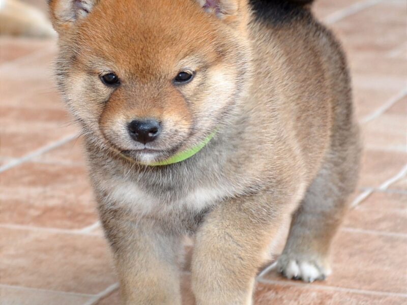 Shiba Inu štenci