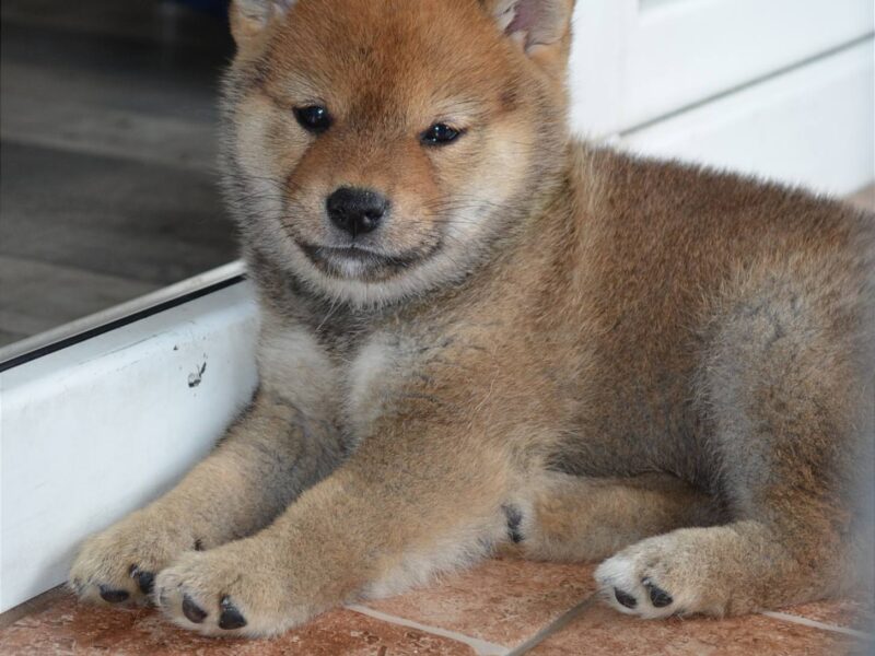 Shiba Inu štenci