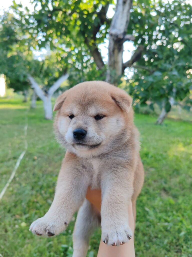 Šiba inu prelepi štenci