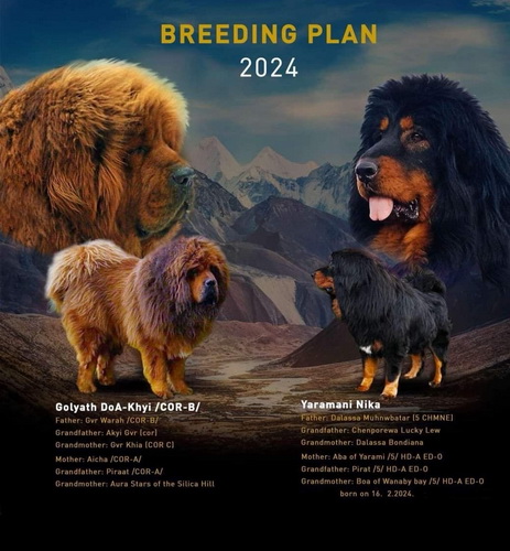 Tibetski Mastif štenci na prodaju!