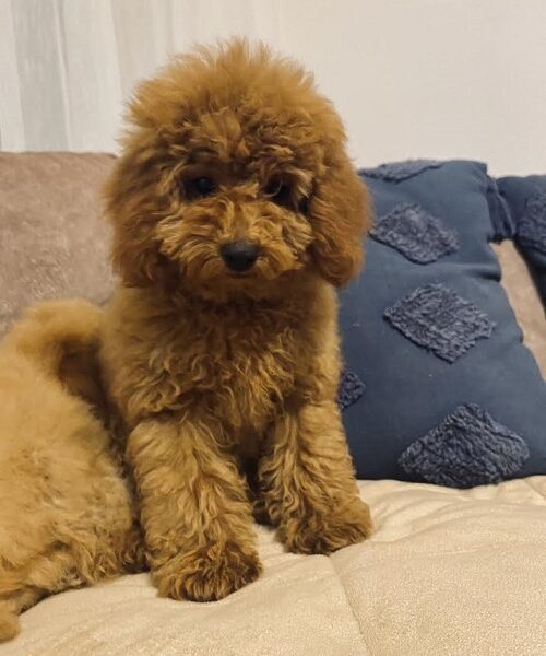 Toj pudla (Toy Poodle)