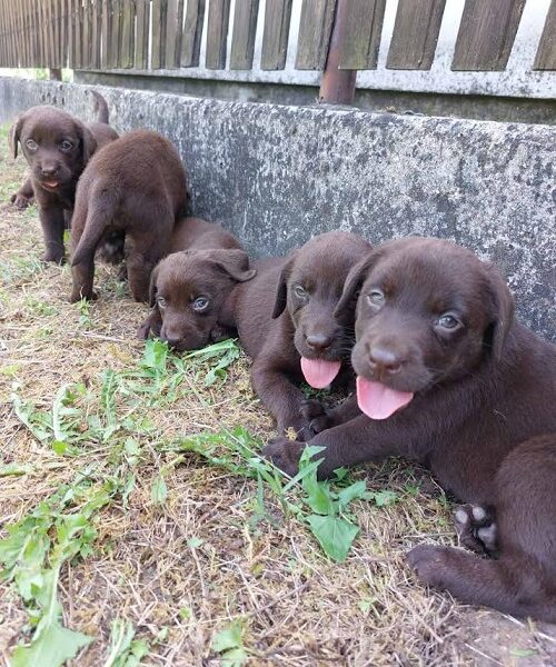 Labrador retriver, čokoladno leglo