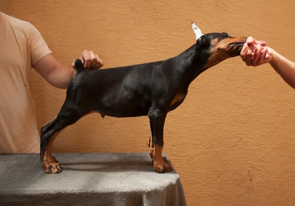 Doberman štenci