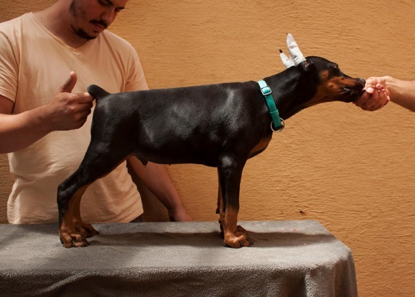 Doberman štenci