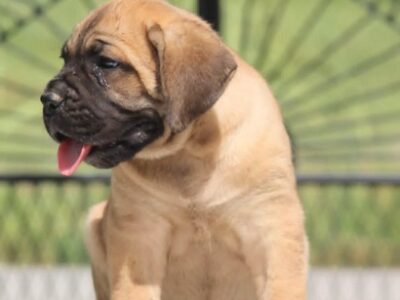 Cane Corso štenci