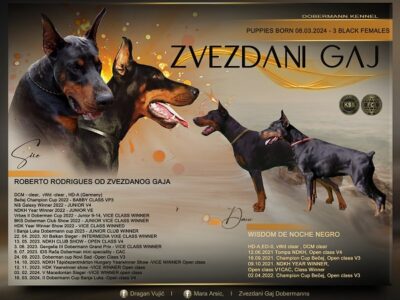 Doberman štenci