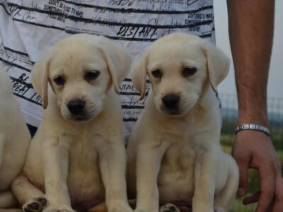 Labrador retriver