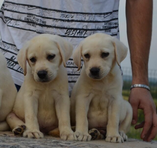 Labrador retriver