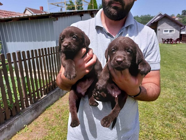 Labrador retriver, čokoladno leglo