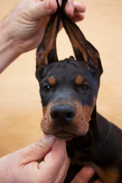 Doberman štenci