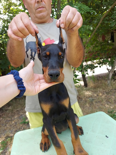 Doberman štenci