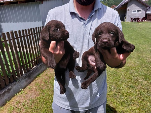 Labrador retriver, čokoladno leglo