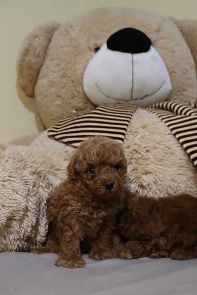 Mini Poodle