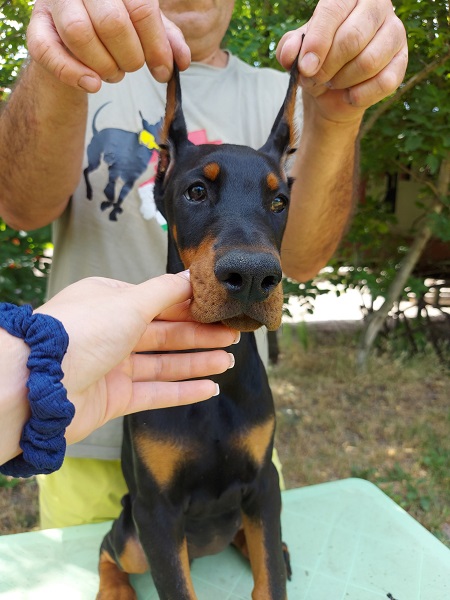 Doberman štenci