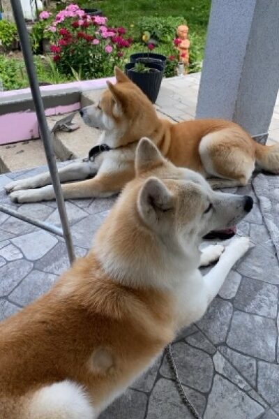 Japanska AKITA INU