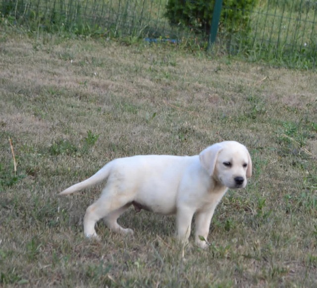 Labrador retriver