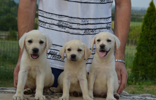 Labrador retriver