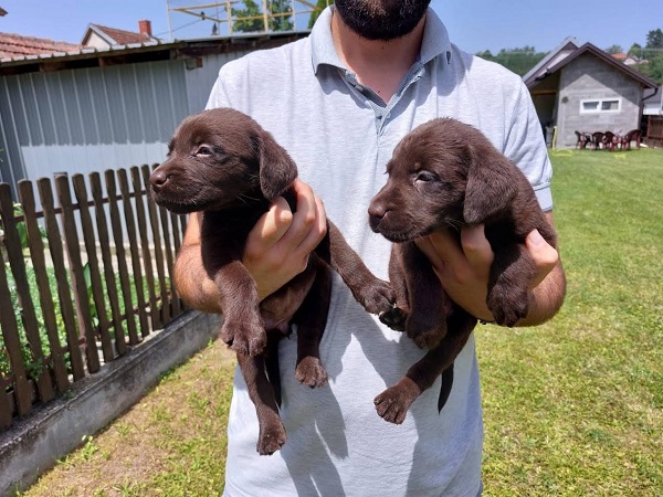 Labrador retriver, čokoladno leglo