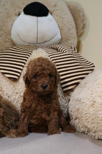 Mini Poodle