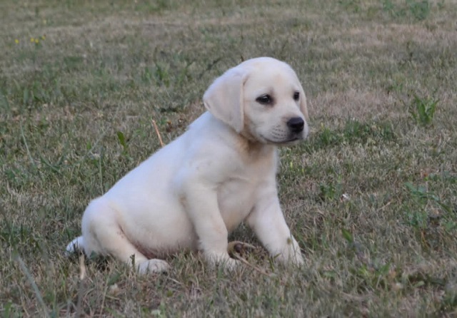 Labrador retriver