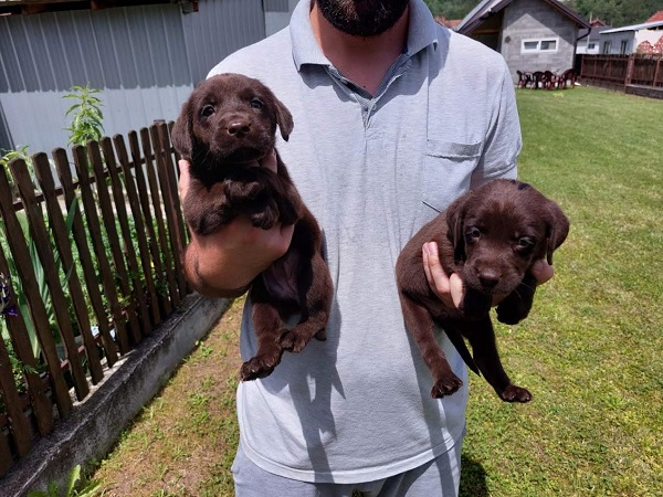 Labrador retriver, čokoladno leglo